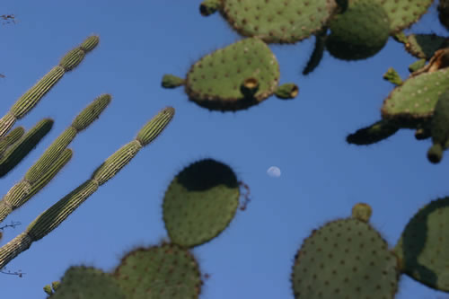 Lune et cactus.